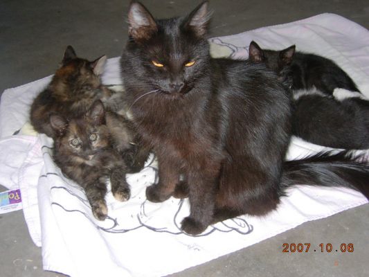 Koko and her kittens
^-^

