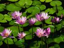 Water lilies~0.jpg