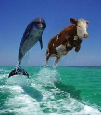 Dolphin & Cow
