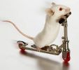 mouse-picture.jpg