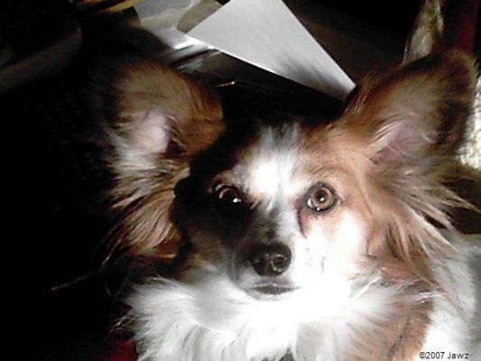 Starin' Distantly
This is my aunt & uncle's dog. He was in the perfect spot for a picture.
Keywords: starin' distantly