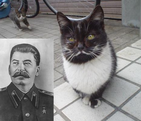 Is that sum Stalin Cat?
Spot the differences.
Keywords: Stalin Cat lol