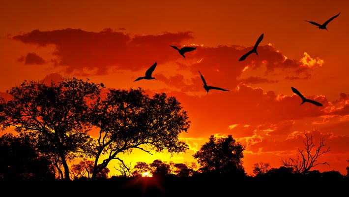 Ibises fly over Kruger National Park, South Africa
Keywords: Kruger National Park South Africa Ibises fly over Ibis