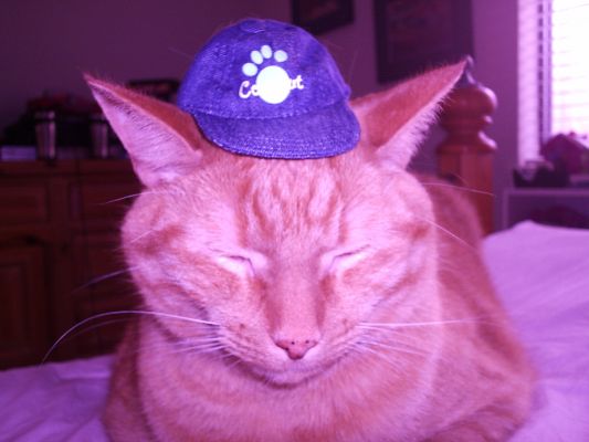 My Cat Tiger
I put a cap on him LOL
