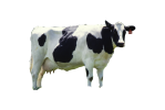 Cow_female_black_white.png