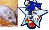 Hedgehog Comparison.JPG