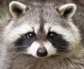 raccoon_face.jpg